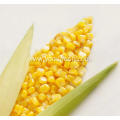 Sweet Corn Seeds For Sale